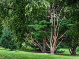 Bright green grass amongst tall, light brown trees with dark green foliage.