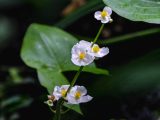 Three small purple and yellow flowers on a green stalk