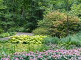 Portion of long pathway next to small green bushes blooming small purple azaleas amongst tall green trees.