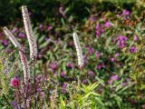 White and purple flowers sprouting amongst green leaves and bushes.