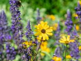 Small yellow flowers surrounded by tiny purple flowers all amongst green bushes and foliage.