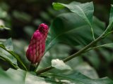 Closeup of a magenta colored plant growing amongst dark green leaves,