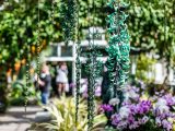 Bright teal blue hanging jade plant with orchids in the background