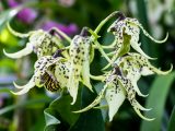 Light green orchids with dark spots that are facing downward