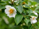 Closeup of a small, white flower with a yellow and red center amongst green leaves.