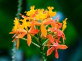 Bright orange and yellow flowers with a blurred green background