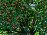 Small red-orange berries growing from tree branches amongst dark green leaves.