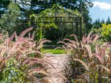 Pink tall flowers on long stems and a gazebo