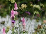 Pink flowers on tall stems