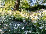 Small white flowers with orange centers growing amongst small green bushes, grey rocks, and a tall tree in the distance.