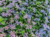 Field of pink, purple, and blue flowers and green leaves