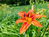 Bright orange and yellow daylily