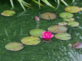 Pink lotus surrounded by green lilies