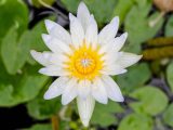 White and yellow overhead close up of flower with green leaves below it