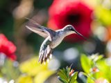 Grey and white hummingbird with wings extended as it approaches a plant with green and burgundy plants in the background.