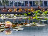 Pink lotus and it's reflection in the water surrounded by lilies