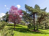 Blue skies above green and pink trees on green grass.