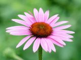 Pink flower with orange center, and a green stem amongst a green background that is not in focus.