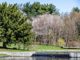 Small waterfall feature with birch trees and one visitor