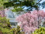 Small pink flowers on tree branches, with green trees and the Haupt Conservatory Palm Dome in the distance.