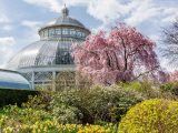 Bright pink tree and various yellow flowers with the Palm Dome as the backdrop