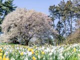 Blanket of yellow and white daffodils out of focus on the ground, and newly bloomed trees above the flowers with blue skies above.
