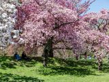 Full bloomed pink and white cherry blossom trees amongst bright green grass with tree shadows casted by the trees and two guests sitting on the grass.