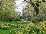 A sea if yellow daffodils with visitors along the path