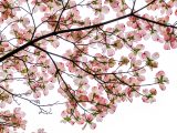 Light pink flower petals sprouting from dark brown tree branches.
