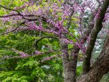 Small, lavender flower blooms sprouting from a tall, dark brown tree adjacent to a bright green tree.