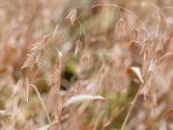 Brown plants with small leaves blowing in the wind.