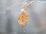 A single brown leaf with snow on it