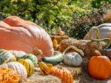 Various shapes and colors of pumpkins and gourds