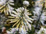 Close up of yellow-green pines with snow