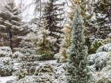 Field of trees with snow