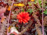 Orange flower at center surrounded by multicolored foliage.