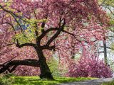 Large tree with green and pink cherry blossom blooms above bright green grass and a grey pathway.