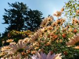 Image from the ground-up of peach colored flowers