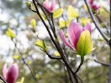 Pink and green leaves sprouting from a bare, brown tree branch.