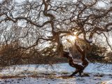 Sun peaking through bare, snowy tree