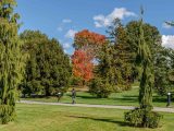 Visitor walking on path surrounded by green and red toned trees with blue skies