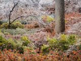 Snow covered tree branches amongst a tall, brown tree trunk and ice covered brown and green bushes.