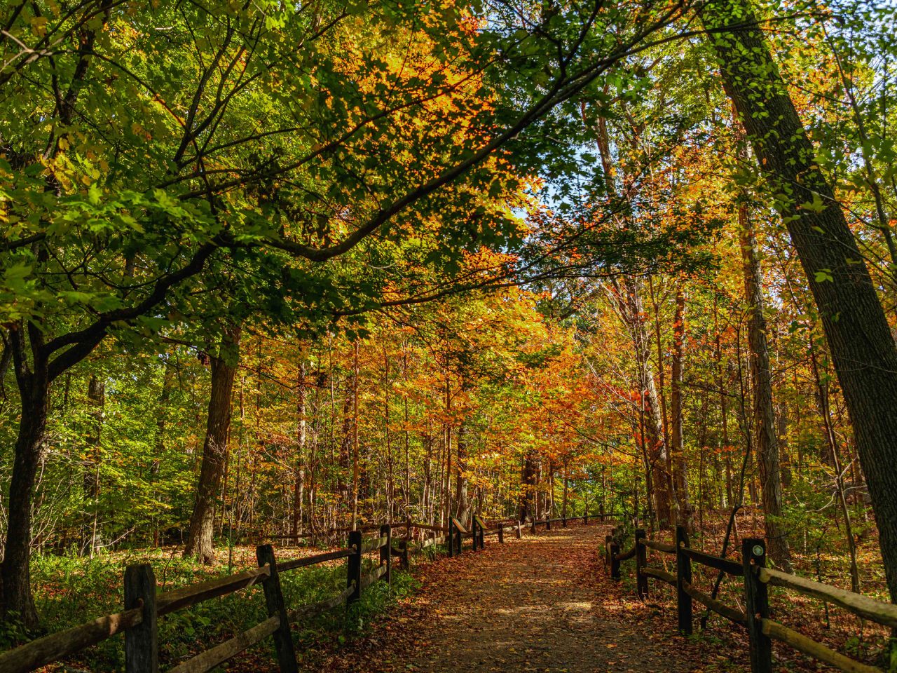 Forest New York Botanical Garden