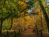 Forest trail surrounded by multi-colored trees and leaves on the ground