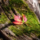 Photo of a fallen leaf