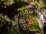 Multi-colored leaf on tree trunk with moss