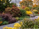 Grey pathway surrounded by multicolored bushes with the top of the Haupt Conservatory Palm Dome in the distance.