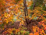 A tree with small orange, red, golden, and green leaves with fallen leaves on the soil below.