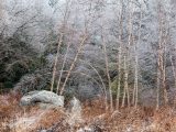 Snow on bare trees/branches