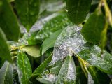 Close up of leaves with ice on them